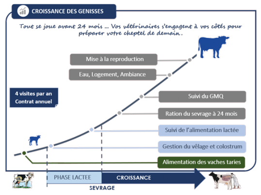 Schéma croissance des génisses