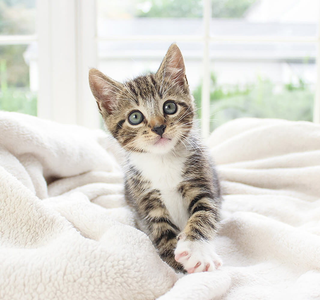 Chat & alimentation