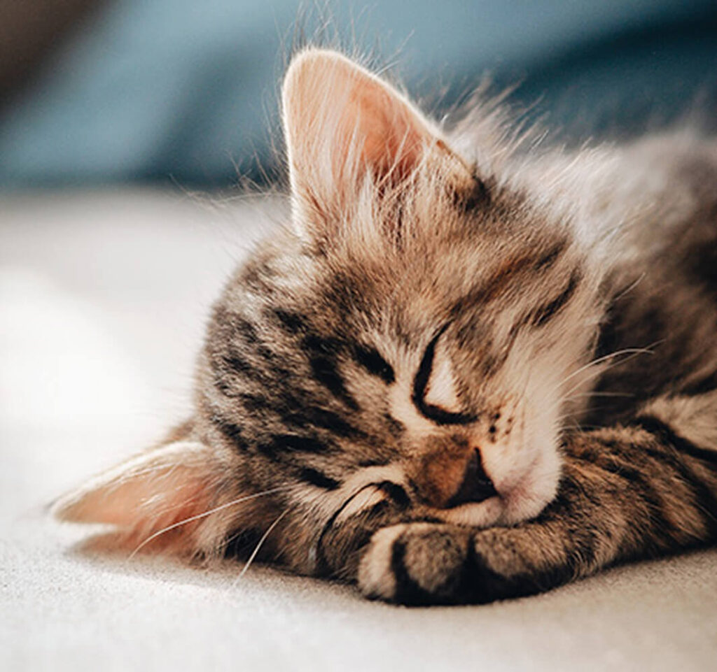 Adoption et conseils chatons