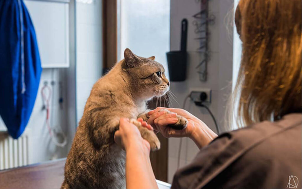 Préparer la visite de son chat chez le vétérinaire