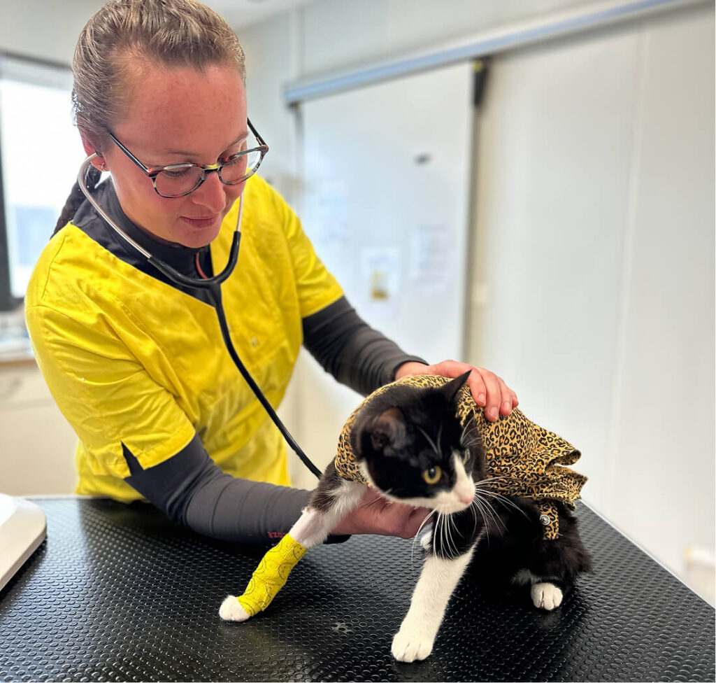 GSAB-Bienvenue Consultation vétérinaire chat