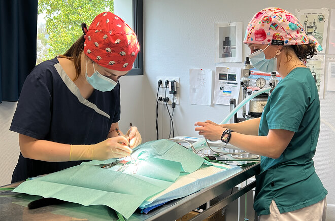 GSAB-Chirurgie Chirurgie vétérinaire