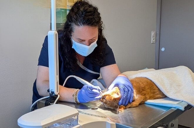 GSAB-Dentisterie Dentisterie vétérinaire