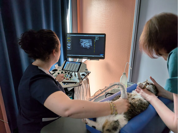 GSAB-Header-2 Imagerie vétérinaire Groupe de Santé Animale du Blavet