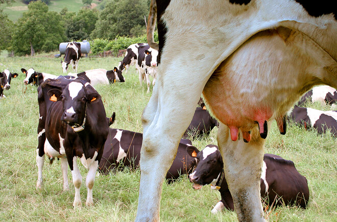 Alimentation (lactation)