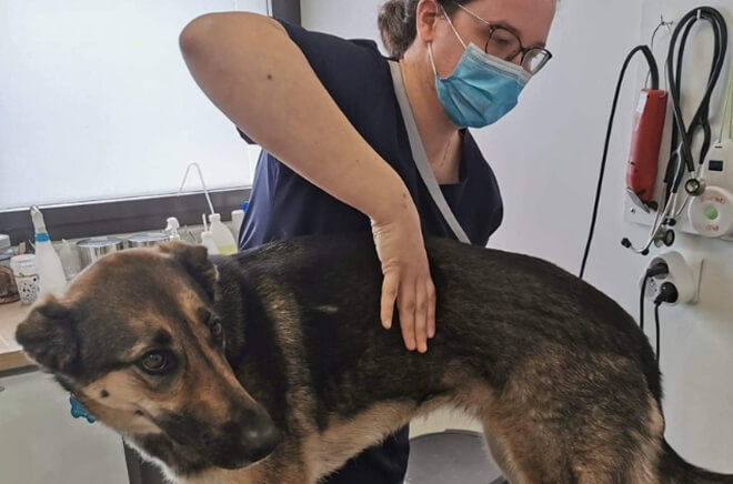 Ostéopathie vétérinaire