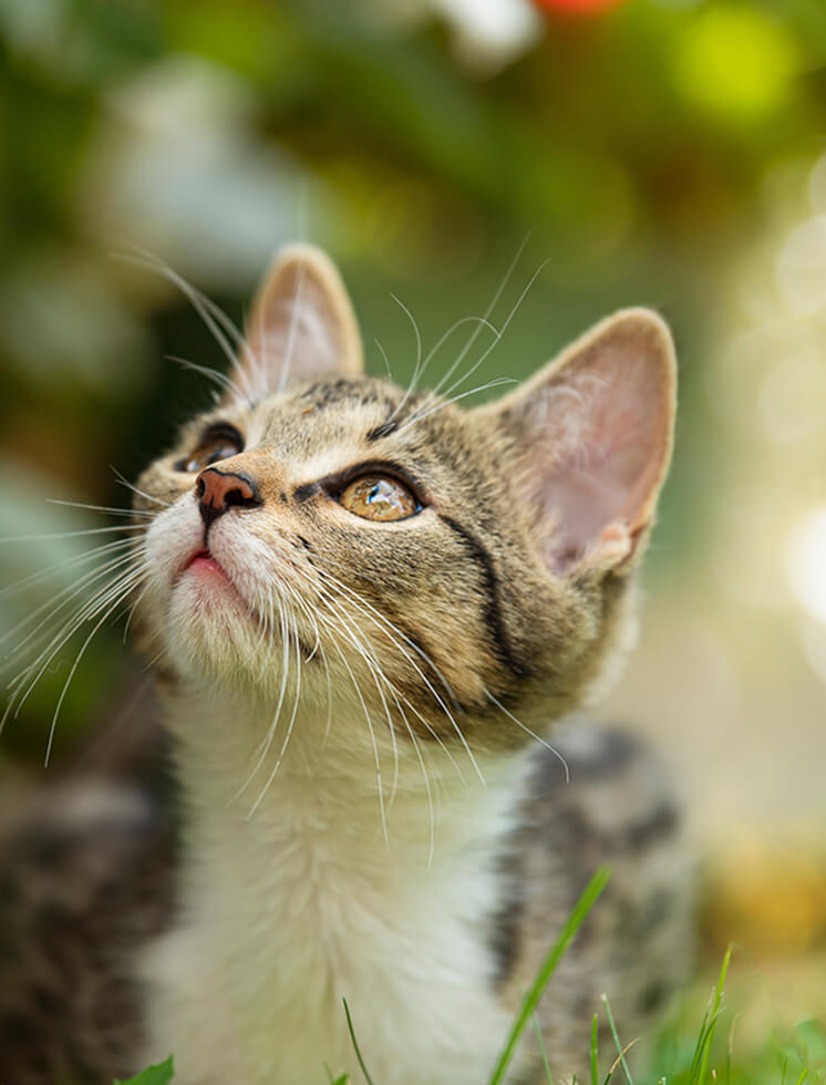 Chat regardant en l'air