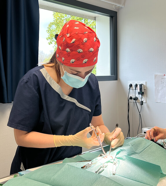 GSAB-Services-2 Chirurgie vétérinaire